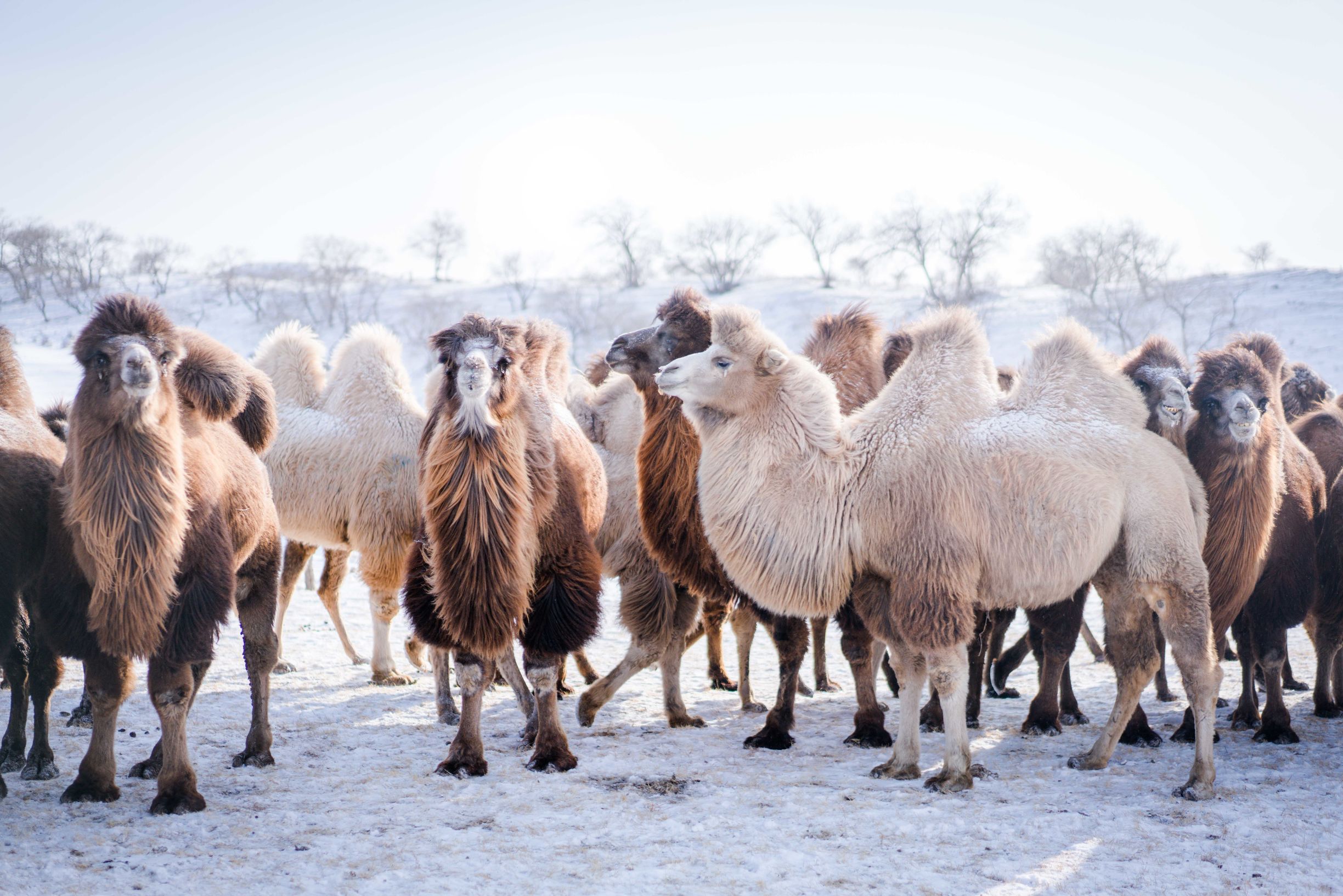 冰雪那达慕大会,冰雪那达慕完全版开幕式