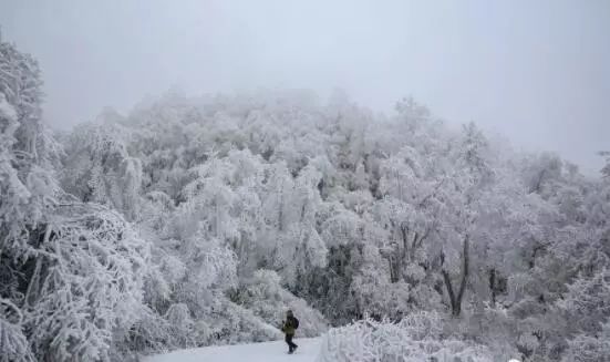 寒气席卷、叶汽成霜……陕西6处大美雾凇奇景上线！