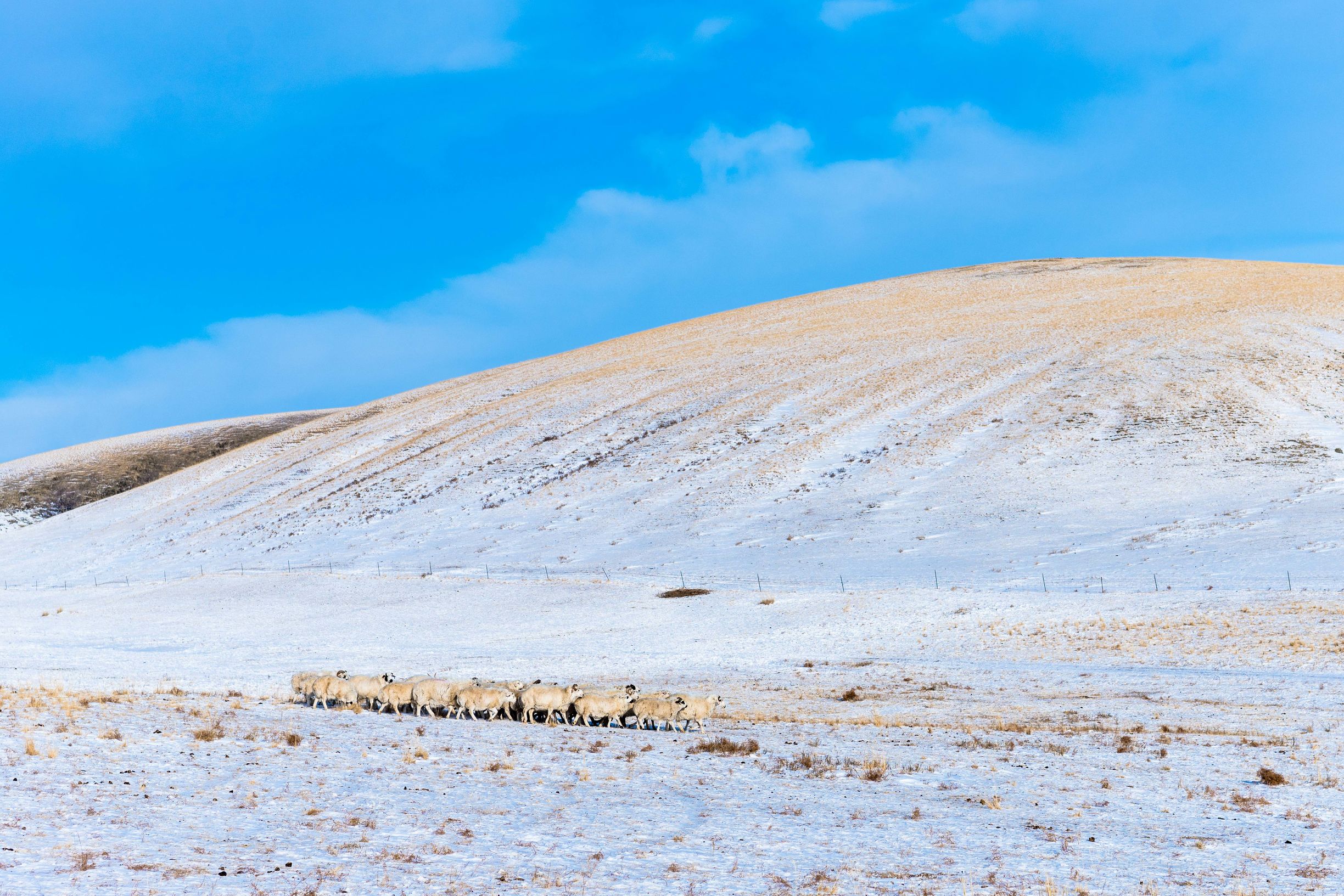 冰雪那达慕大会,冰雪那达慕完全版开幕式