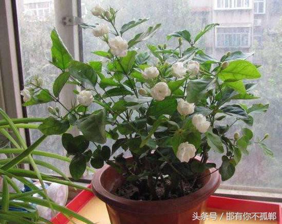 好养易活的室内盆栽花卉,合适家里养的四季开花的花卉盆栽