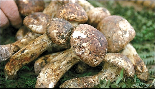 延边朝鲜族十大特产 (吉林延边朝鲜族自治州有什么特产)