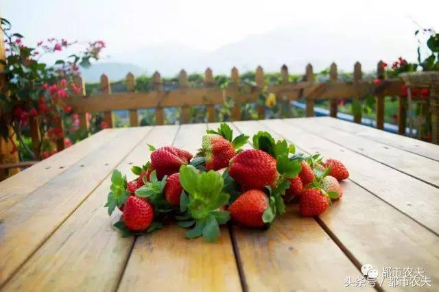 网红果蔬系列,网红蔬果脆真的好吃吗