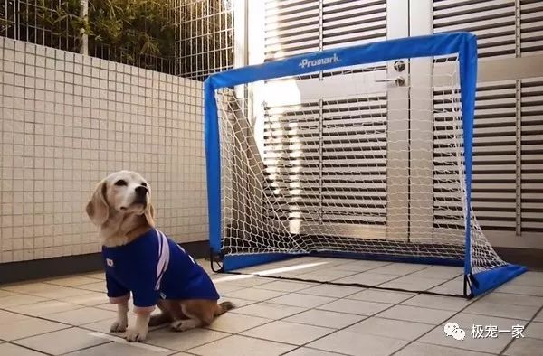 史上第一个用脸挡球的足球守门员,足球守门员不可思议的挡球