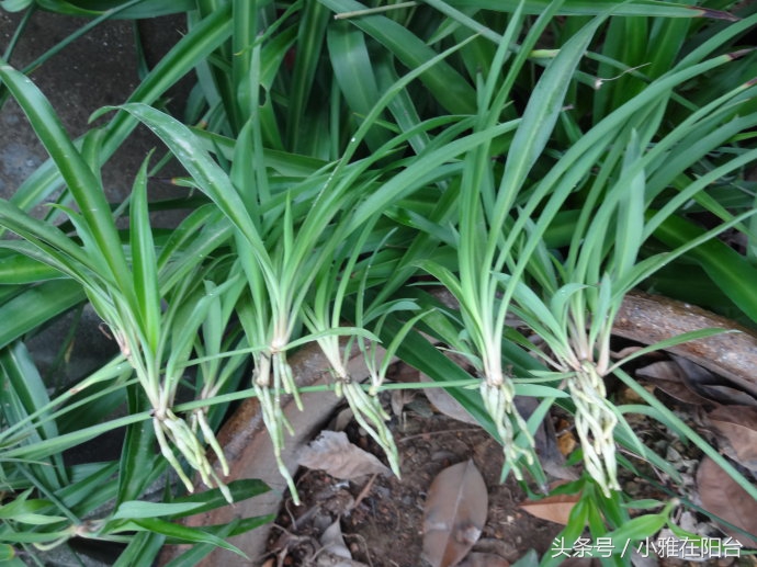 水培牡丹吊兰绿油油不黄叶,吊兰需要水培到长根后再栽土里吗