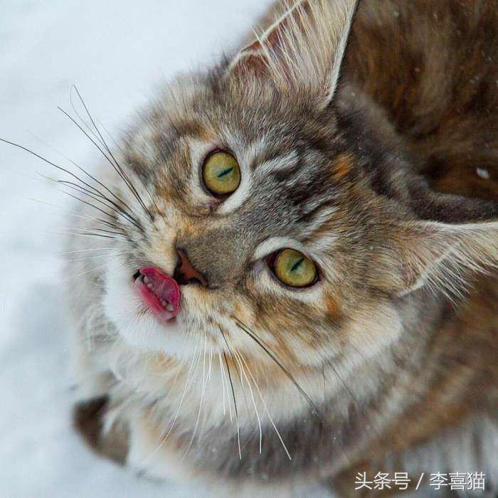 猫的外表特征,公的缅因猫有多帅