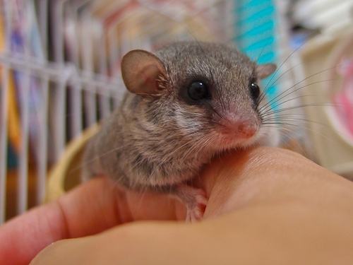 有什么小宠好养,新手合适养什么宠物小宠