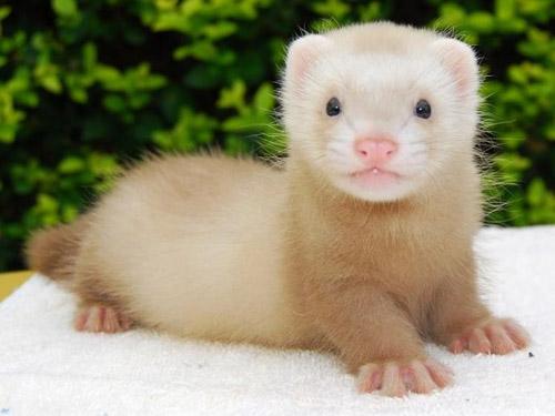 有什么小宠好养,新手合适养什么宠物小宠