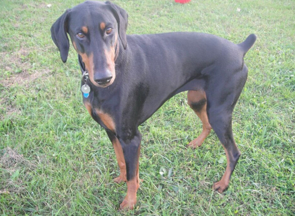 犬类品种大全杜宾犬,犬种百科之安纳托利亚牧羊犬