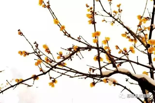 第十届鄢陵腊梅节,第七届中国鄢陵腊梅梅花文化节