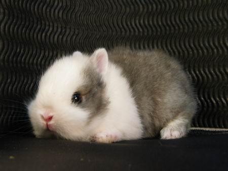 有什么小宠好养,新手合适养什么宠物小宠