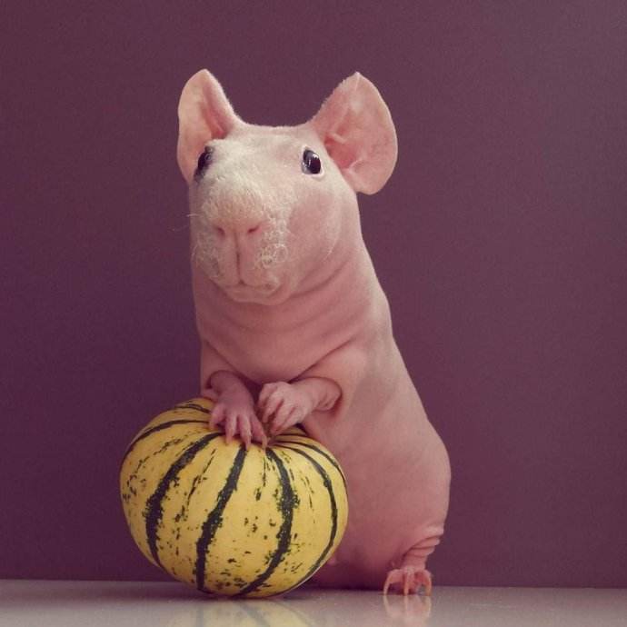 有什么小宠好养,新手合适养什么宠物小宠