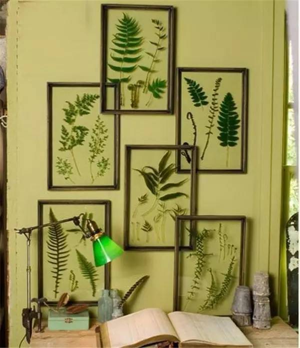 自己在家怎么做植物标本 (秋天如何做植物标本)