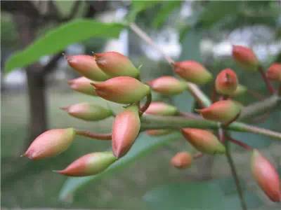 史上最全养花技巧赶紧看起来吧,养花知识大全养花也能很省钱