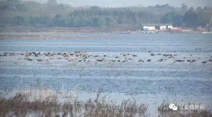 你好，我是江夏！这是我2017年的成绩单，请查收！