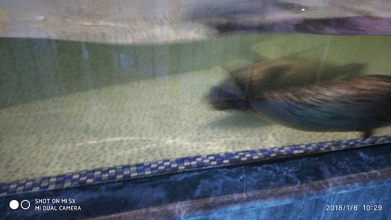 自驾安徽行13天——第一篇开封东京极地海洋馆