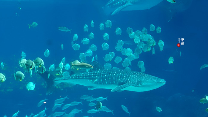 新年广州珠海长隆游记,广州珠海长隆澳门自由行攻略