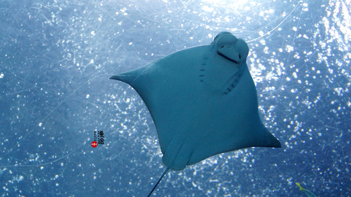 新年广州珠海长隆游记,广州珠海长隆澳门自由行攻略