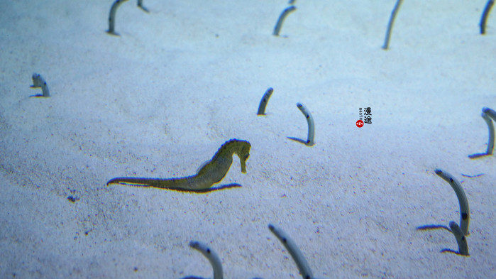 新年广州珠海长隆游记,广州珠海长隆澳门自由行攻略