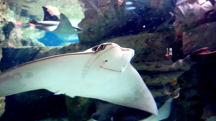 新年广州珠海长隆游记,广州珠海长隆澳门自由行攻略