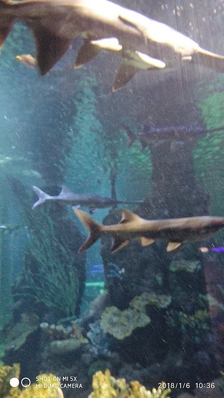 自驾安徽行13天——第一篇开封东京极地海洋馆