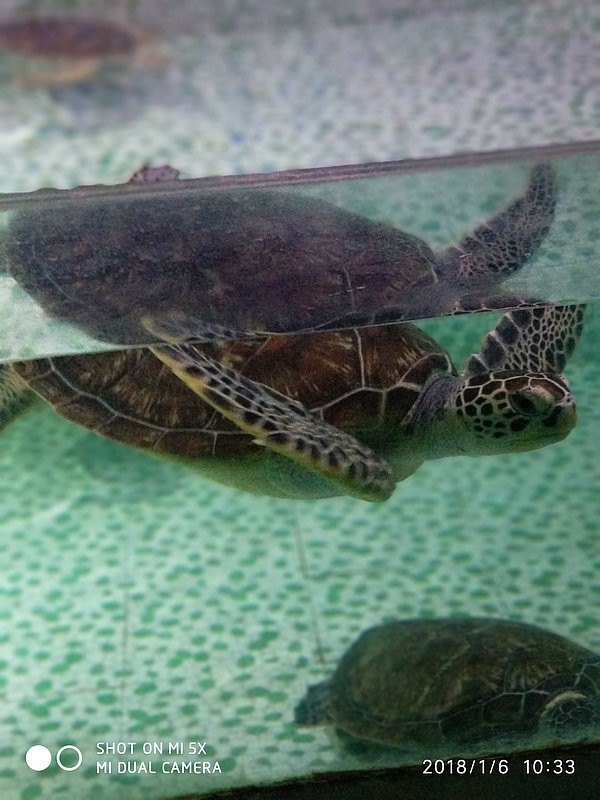 自驾安徽行13天——第一篇开封东京极地海洋馆