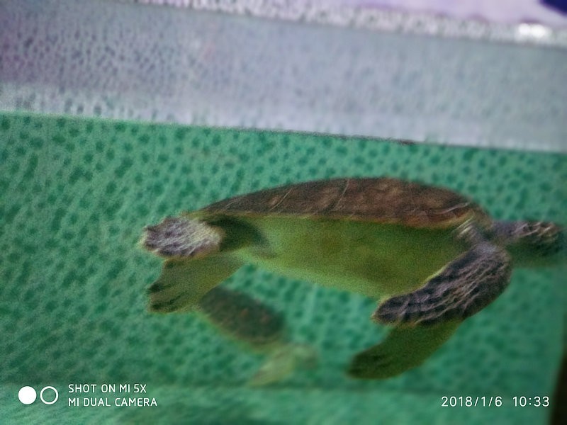 自驾安徽行13天——第一篇开封东京极地海洋馆