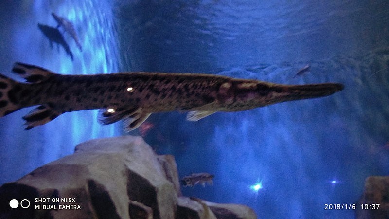 自驾安徽行13天——第一篇开封东京极地海洋馆