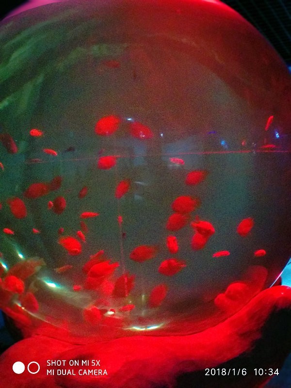 自驾安徽行13天——第一篇开封东京极地海洋馆