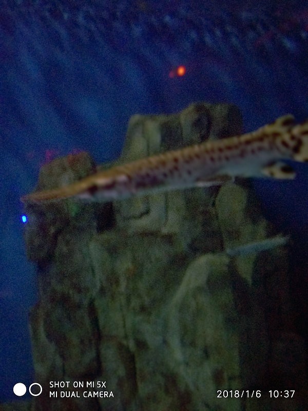 自驾安徽行13天——第一篇开封东京极地海洋馆