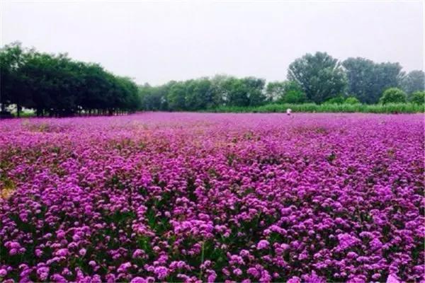 出境旅游需要身份证,出国游玩身份证办理