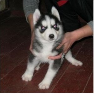 你分得清吗的梗,你分得清骡子驴牛吗