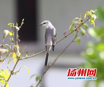 扬州观鸟攻略,瘦西湖的鸟类