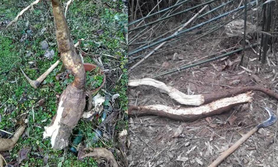 葛粉怎么才算好葛粉,葛粉怎么散味