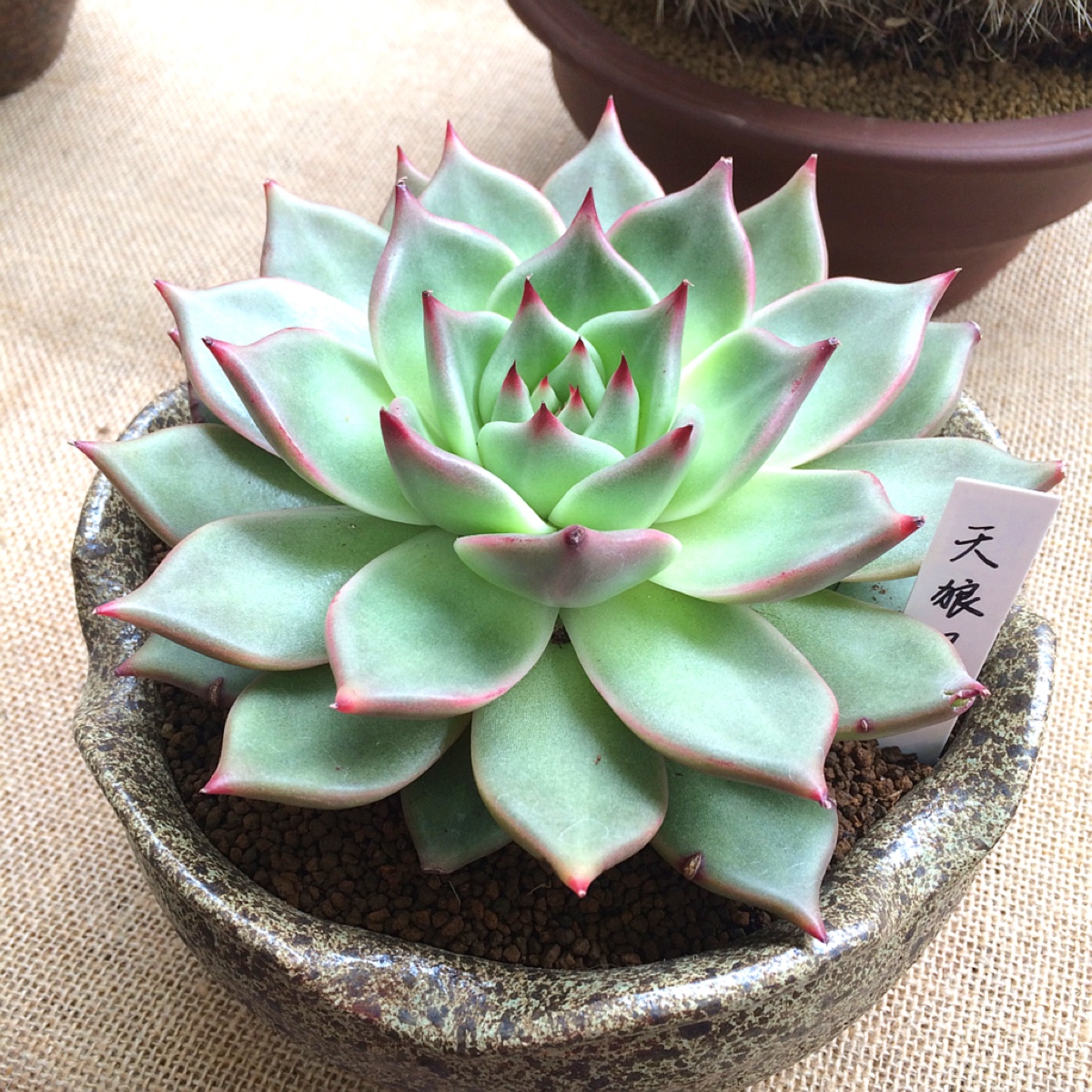 多肉植物养殖方法新手教程,多肉植物养殖的常识和技巧有哪些