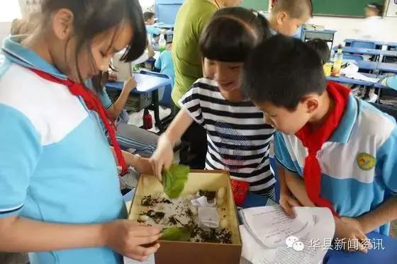 老家白白胖胖的白色虫子,小时候白色的虫子