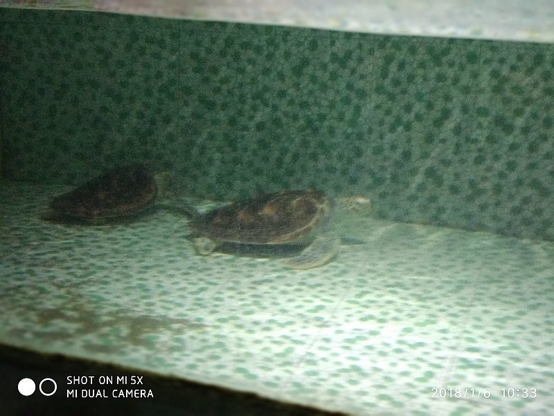 自驾安徽行13天——第一篇开封东京极地海洋馆