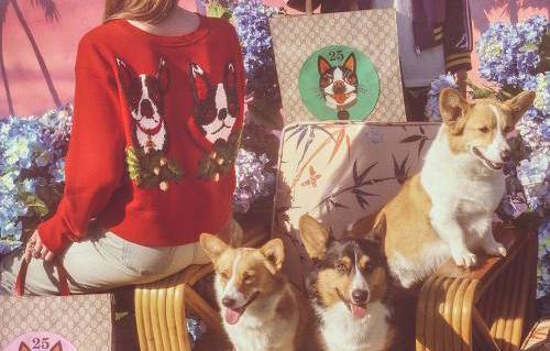 gucci狗狗系列,gucci最新款大狗