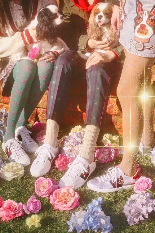 gucci狗狗系列,gucci最新款大狗