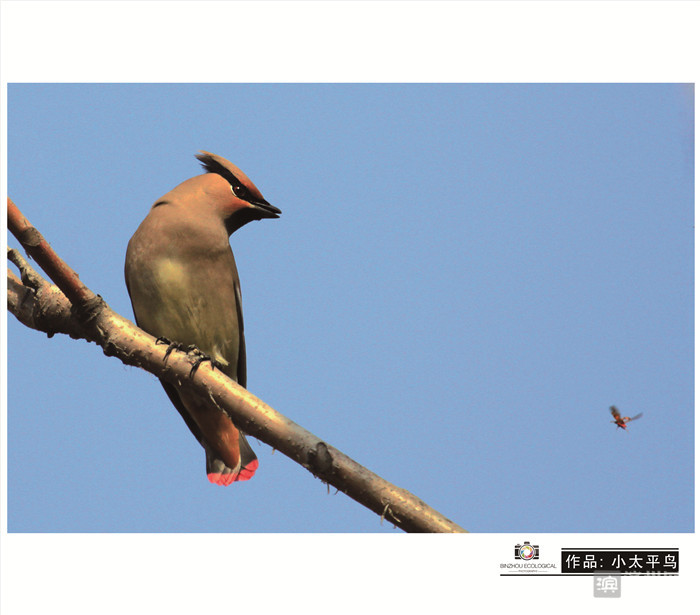 爱拍鸟儿的张教授