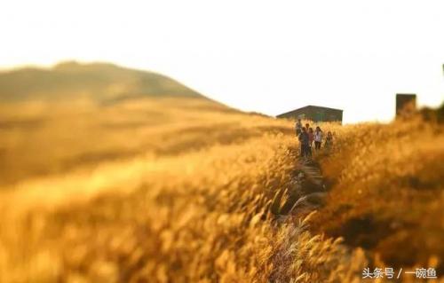 香港尖沙咀有什么地方能够逛,香港不只有繁华更有市井