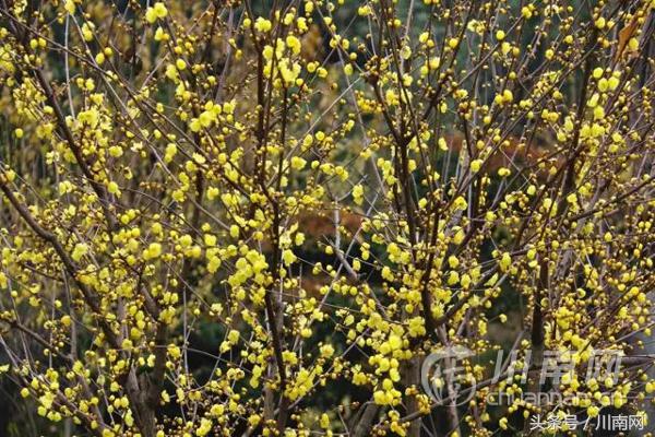 泸州看腊梅,又是一年赏梅季泸州梅花哪里赏