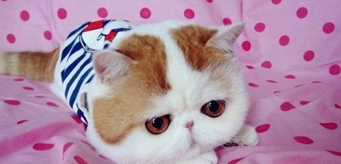 六件会惹毛猫咪的事情，你们做过吗？