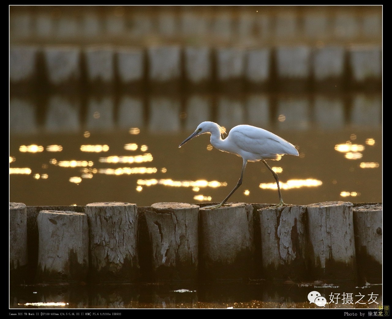各路大鸟说：秀恩爱，那必须去春天的西湖啊！（拍鸟地图附上）