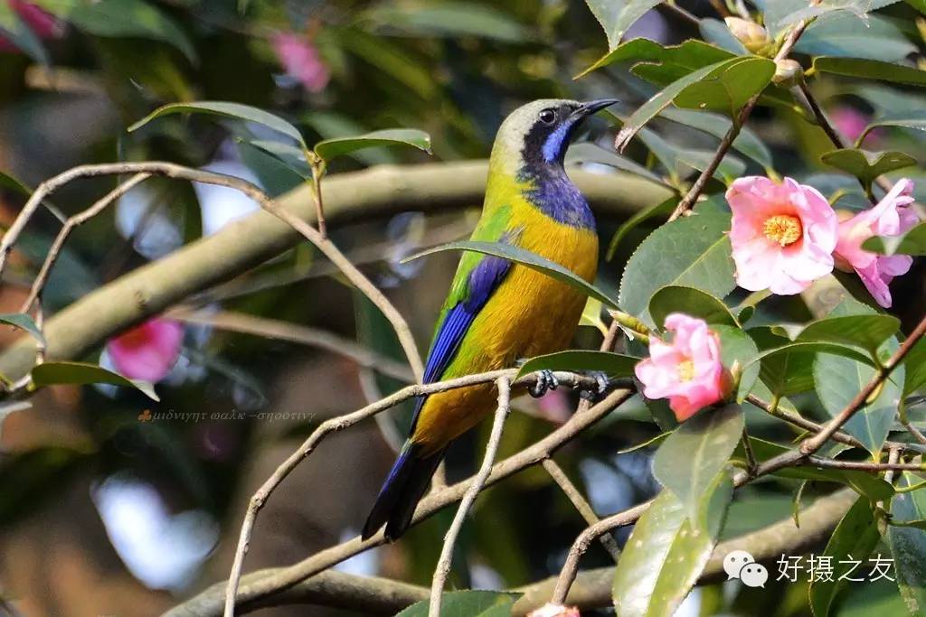 各路大鸟说：秀恩爱，那必须去春天的西湖啊！（拍鸟地图附上）