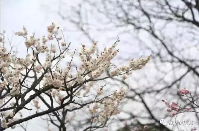 疏是枝条艳是花春妆儿女竞豪华,春妆儿女竞豪华