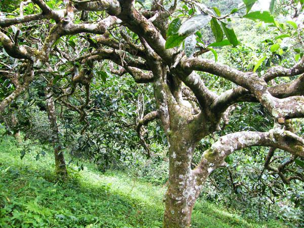 茶友聊茶12期：拔玛古茶，果香型不淡不酽的甘甜—南糯山最好的茶