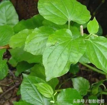 中药葫芦茶的功效与功能,跟老师每日一学草药