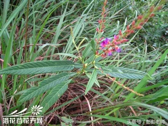 中药葫芦茶的功效与功能,跟老师每日一学草药