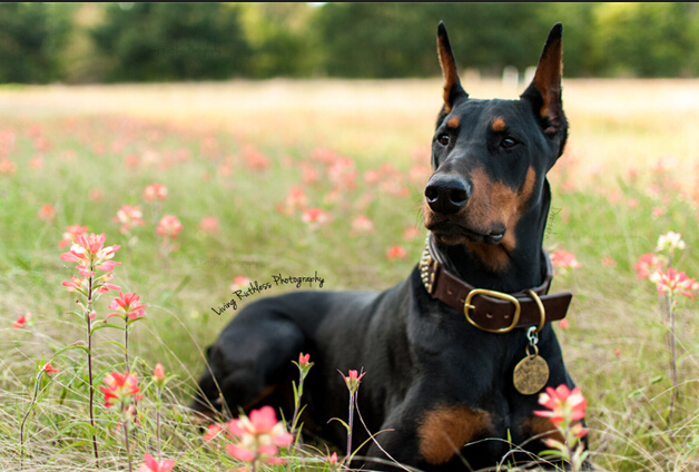 犬类品种大全杜宾犬,犬种百科之安纳托利亚牧羊犬