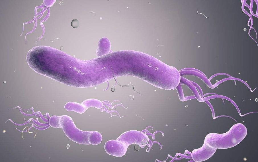 胃不舒服一定要杀幽门螺杆菌吗,胃部幽门螺旋杆菌能够治愈吗